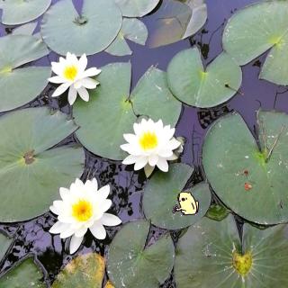 �X�s���`���A���ȉԁ@�`���@�`�̃T���l�C���摜