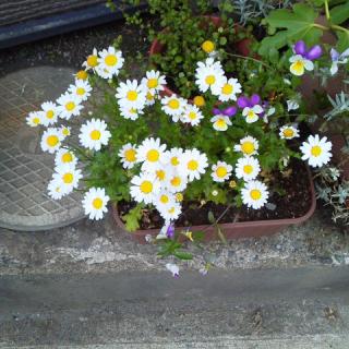 �C���X�g���X�����v�ŃX�^���v�ł͂Ȃ��B�̃T���l�C���摜