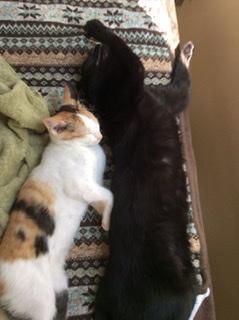 2�l�̊֌W�����ɁHR4.5.12���̂̃T���l�C���摜