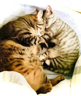 ���̂ł��I�̃T���l�C���摜