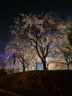 �S���V���@�^���̃T���l�C���摜