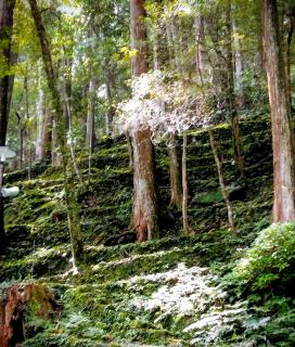 ��l�łȂ�o���邱�Ƃ̃T���l�C���摜