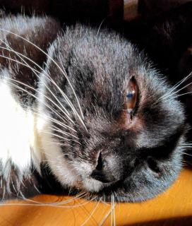 ���Ə������Ə����̃T���l�C���摜