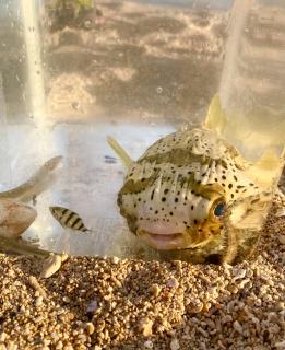 �Ђ傢�Ƃ����������̃T���l�C���摜