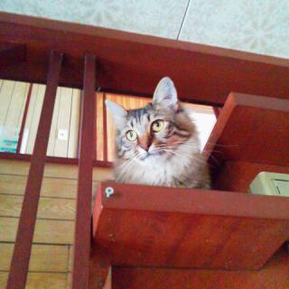 �C���t���ΔN���΂���̃T���l�C���摜