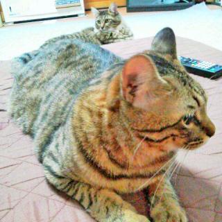 �L�̕����邾��̃T���l�C���摜