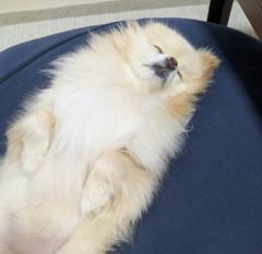 �l�̍D���������������l�ɐU��񂳂ꂽ���̃T���l�C���摜