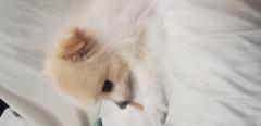 �g���͖����ɗǂ��e����^����d���u�V�E�v�̃T���l�C���摜