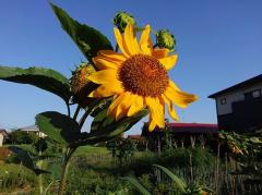 �����͂��x�݂̃T���l�C���摜