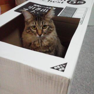 �L�z�C�z�C�̃T���l�C���摜