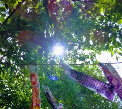 ���R��5���̃T���l�C���摜