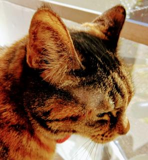 �������܂ƔL�̃T���l�C���摜