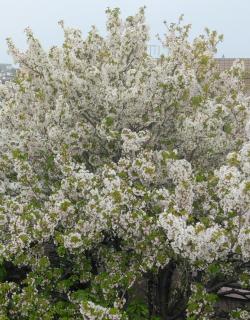 �ӂ���̃T���l�C���摜