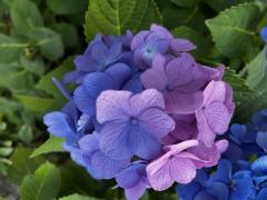 �l���̎哱�����A�����̎�ɖ߂����̃T���l�C���摜