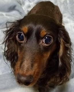 �V�N�x&�V�w���̃T���l�C���摜