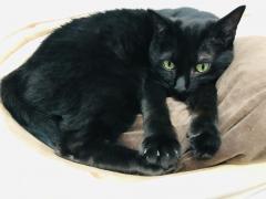 �}�C�y�[�X�ȍ��L�̐����̃T���l�C���摜