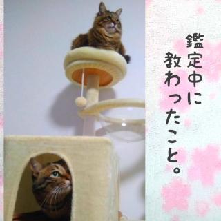 �Ӓ蒆�ɋ����������(*���փ�)�̃T���l�C���摜