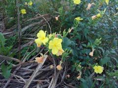 ���֑|���̃T���l�C���摜