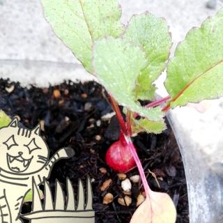 ��\���卪�ʐM�@���悢��S�[���̃T���l�C���摜