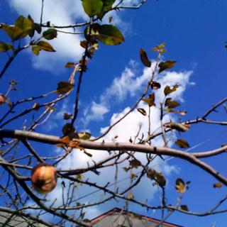 �u�h���h�ԁh���h�v�w�͂���Ӗ��̃T���l�C���摜