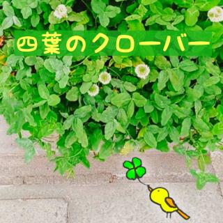 【幸せ感じる】四葉のクローバーの魔法のサムネイル画像