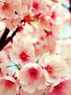 �����Ƃ����Ԃɏt�x�݂̃T���l�C���摜