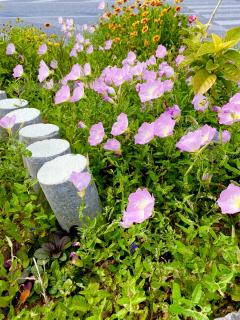 ���ɗh��鎞�Ԃ��̃T���l�C���摜