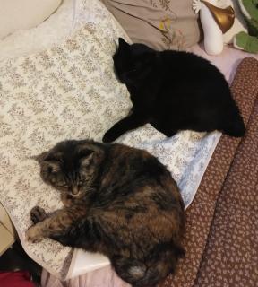 2025�N��8��8���͂̃T���l�C���摜