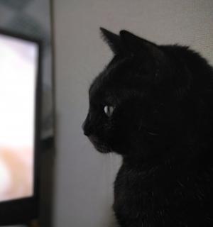 ���������̂͂̃T���l�C���摜