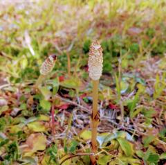 �t�̃|�R�|�R�ƃL���L���Ƃ͂̃T���l�C���摜