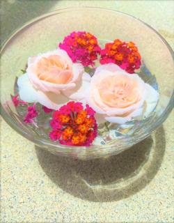 �S�̐����̃T���l�C���摜