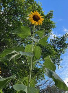 ���C�I���Y�Q�[�g�̃T���l�C���摜