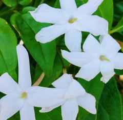 6���̓q�����L���̃T���l�C���摜