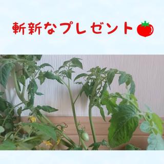 �܂����̃v���[���g�肢�̃T���l�C���摜