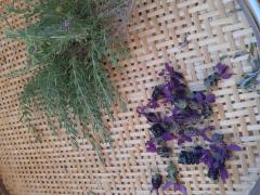 ���[�Y�}���[�̃T���l�C���摜