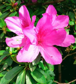 ���N���N�h�L�h�L���̃T���l�C���摜