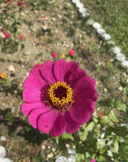 �ȒP�߂���A�����R�[�f�̃T���l�C���摜