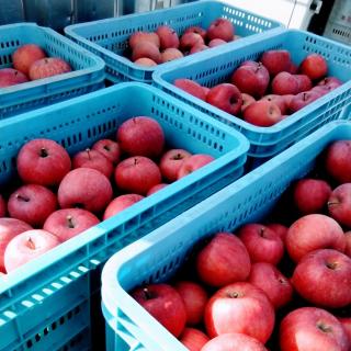 ����胊�b�v���̃T���l�C���摜