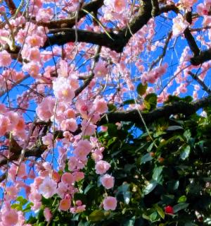 3月はチャンス期間ありのサムネイル画像