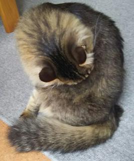 �L�����ׂ��Ђ��̃T���l�C���摜