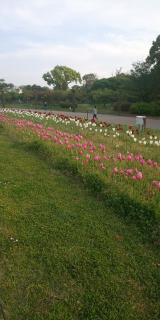 �T�� ���ɖ����̃T���l�C���摜