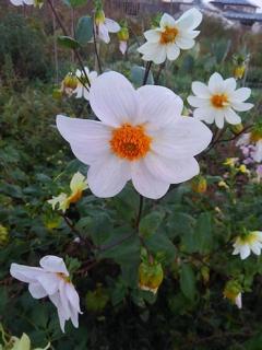 �ڂ̂ڂ̂̃T���l�C���摜