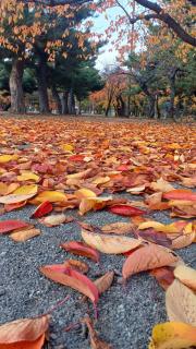 �肢�t�A���F���ł��遾��֥���̃T���l�C���摜
