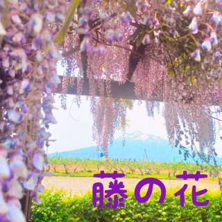 ���̉ԂŁc���ɐ����H(�L�E�ցE�M)�̃T���l�C���摜