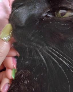 �g���Ǝ��΂Ȃ��b���̃T���l�C���摜