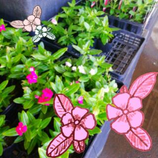 �傫���炩���邽�߂ɓ��X������I�̃T���l�C���摜