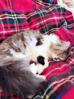 �_�l����̃��b�Z�[�W�̃T���l�C���摜