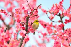 ���t���}���܂����B�̃T���l�C���摜