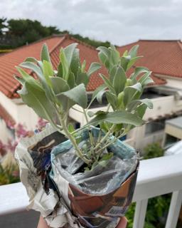 �z���C�g�Z�[�W�̃T���l�C���摜