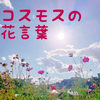 コスモスの花言葉と色の違いのサムネイル画像